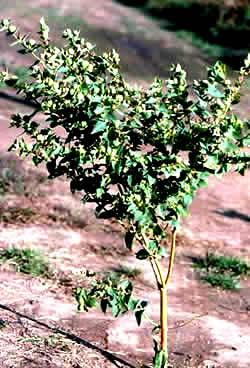 Euphorbia Lathyris 