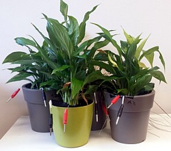 Plant-e DIY-Paket