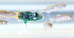 Zebrafisch-Roboter