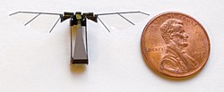 Fliegender Mikroroboter der Uni Harvard