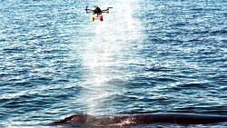 Wal-Drohne im Einsatz