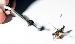 RoboFly