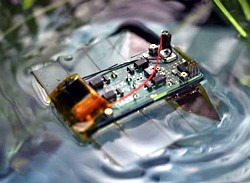 Plattwurm-Robot der EPFL