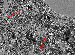 Nanostrukturierter Katalysator