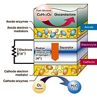 Bio-Batterie-Schema Grafik