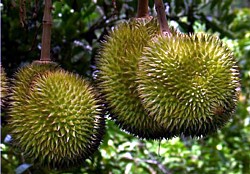 Durian-Früchte