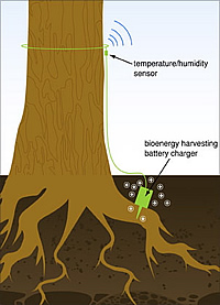 Baum-Energie Grafik