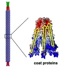 M13-Phagen Grafik