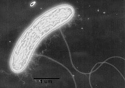 Geobacter sulfurreducens