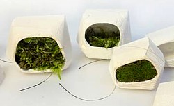 Moss Voltaics