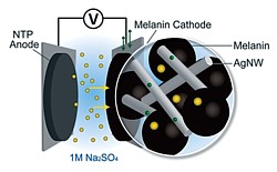 Melanin-Batterie Grafik