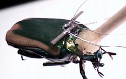Laborversuch mit Käfer