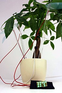 Hybridbaum