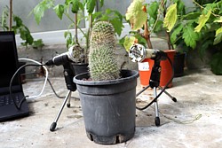 Interview mit einem Kaktus