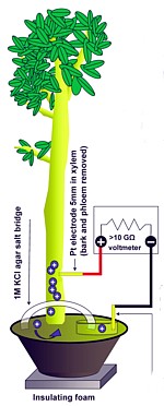 MagCap-Schema Grafik