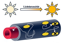 Energietransport in Nanoröhrchen Grafik
