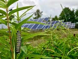 Bestäuberfreundliche Solaranlage