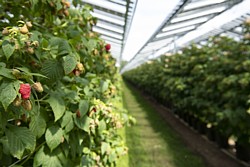 Fruitvoltaic-Anlage für Himbeeren