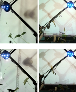 Flora Robotica