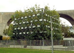 Platanenkubus