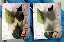 Transparentes Holz der KTH