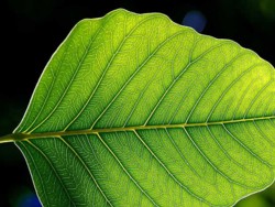Grünes Blatt