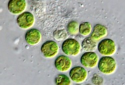 Chloroplasten