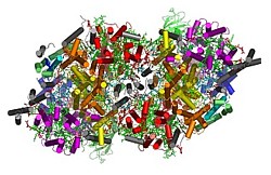 Photosynthese II Modellgrafik