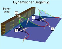 Albatros Gleitflugmuster Grafik